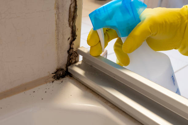 Home Mold Removal in Short Hills, NJ